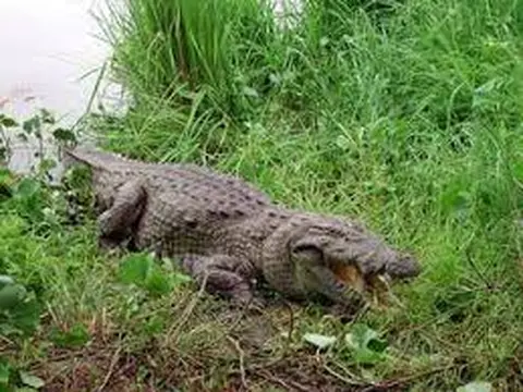 Le caiman sur la rive 