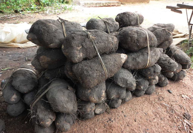 Yam laboko