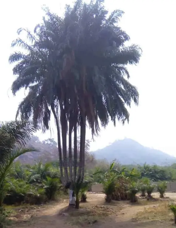 Le palmier à 7 troncs