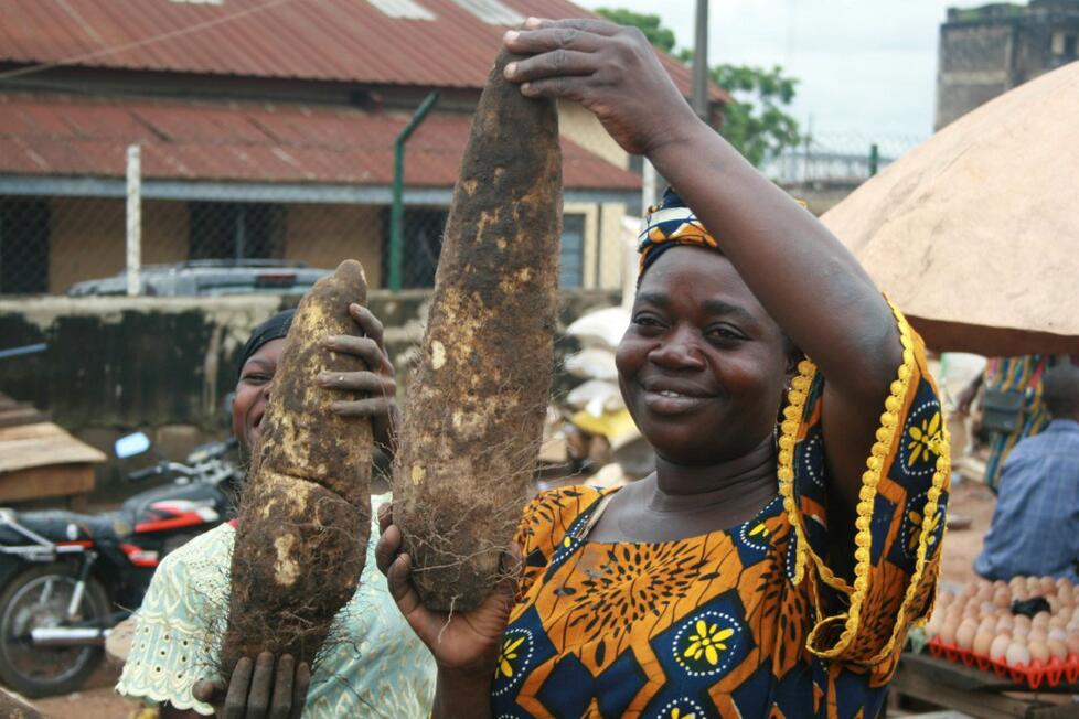 New yam